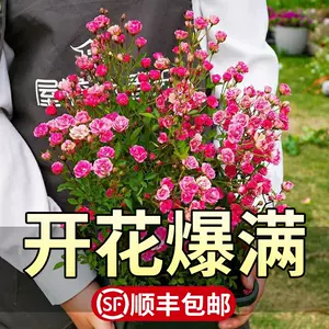 乙女花 新人首单立减十元 22年6月 淘宝海外