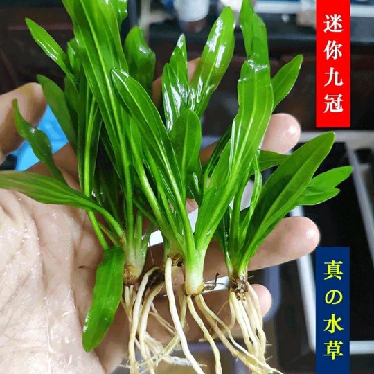 Negative grass, crown aquatic plant, mini nine-crown aquatic plant, fish tank landscaping foreground grass, middle landscape grass without carbon dioxide