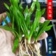 Negative grass, crown aquatic plant, mini nine-crown aquatic plant, fish tank landscaping foreground grass, middle landscape grass without carbon dioxide