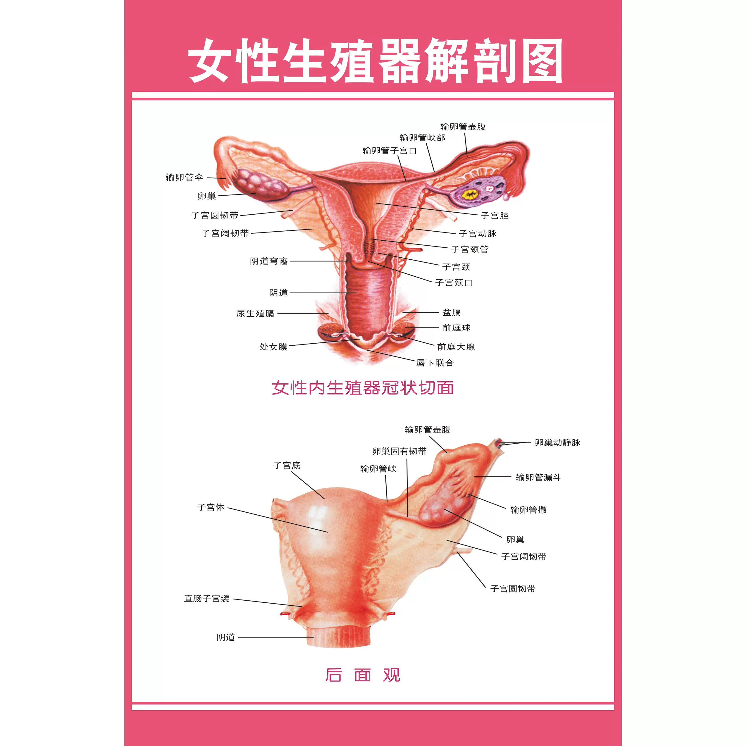 女性生殖系统图男女泌尿生殖器解剖图医学人体生殖系统解剖挂图 Taobao