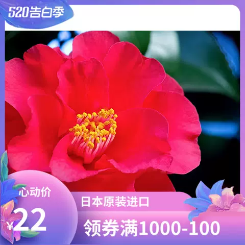 茶花树苗牡丹 新人首单立减十元 22年2月 淘宝海外