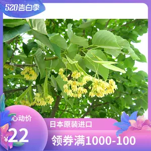 水菩提樹 新人首單立減十元 22年8月 淘寶海外