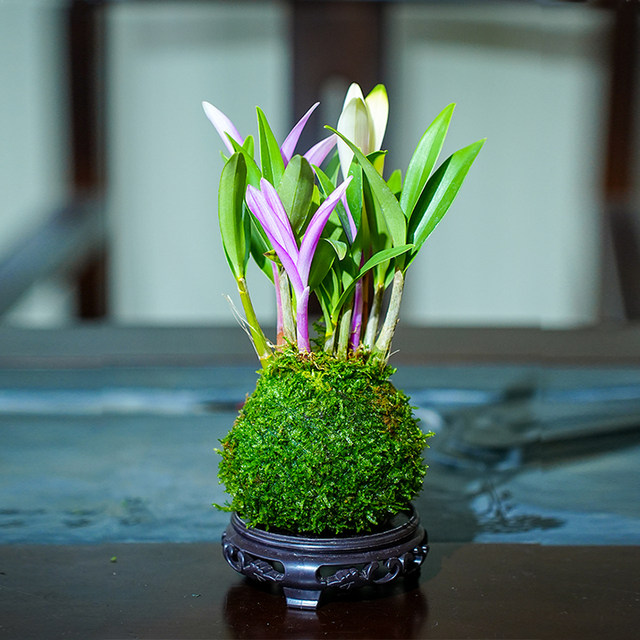 Colorful perfumed dendrobium orchid blooms well in all seasons to nourish green plants. Strong-scented dendrobium improves sleep and green plants purify the air.