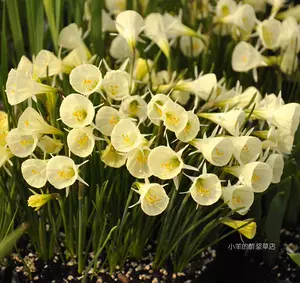 水仙球根 新人首單立減十元 22年8月 淘寶海外