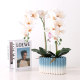 Dopamine-burning Phalaenopsis flower pot ceramic New Year's flower office with holes and oblong single plant group pot