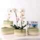 Dopamine-burning Phalaenopsis flower pot ceramic New Year's flower office with holes and oblong single plant group pot