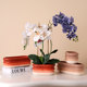 Nordic simple Phalaenopsis plain-fired flower pot ceramic with tray succulent pothos office hole large oblong