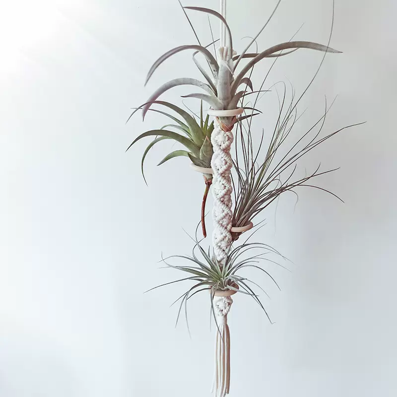 空凤植物架 新人首单立减十元 2021年11月 淘宝海外