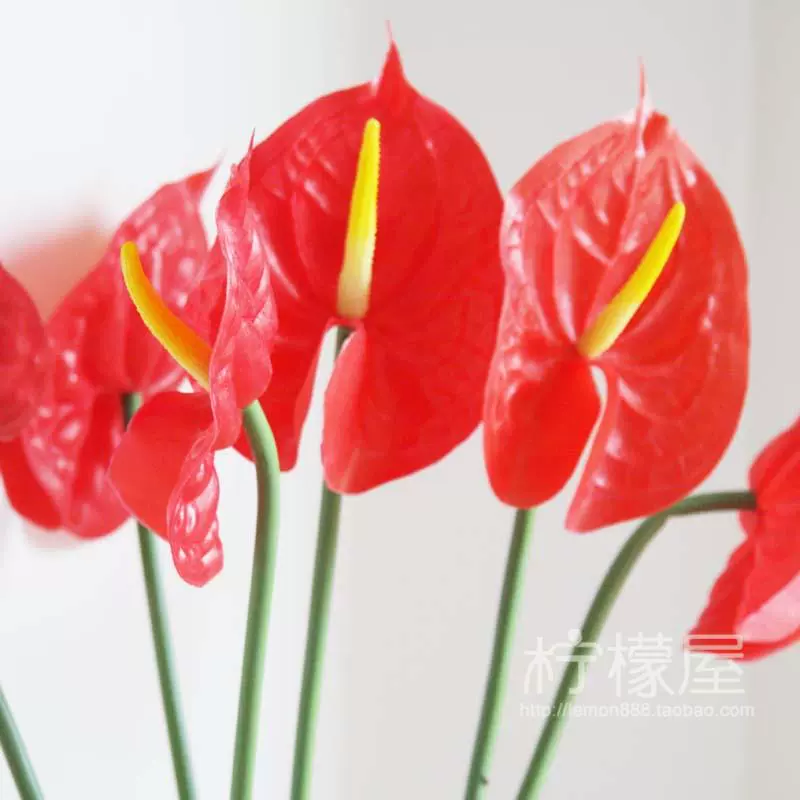 落地火鹤花 新人首单立减十元 21年11月 淘宝海外