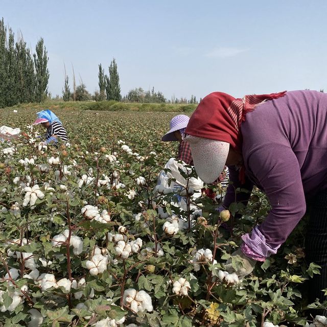 Xinjiang cotton first-class high-quality long-staple cotton pillow doll filling new cotton roll quilt baby cotton quilt bedding