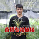 Wengyuan orchid seedlings, ink orchid, cymbidium, spring orchid, four-season construction orchid, large-flowered cymbidium, fragrant and easy to grow