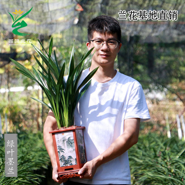 Wengyuan orchid seedlings, ink orchid, cymbidium, spring orchid, four-season construction orchid, large-flowered cymbidium, fragrant and easy to grow