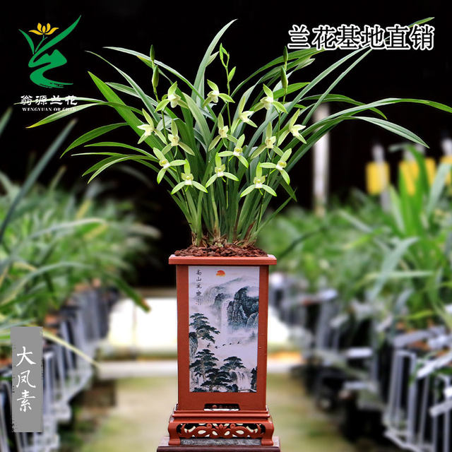 Wengyuan orchid old plant, four seasons, Jianlan, large phoenix, plain flowers, strong fragrance, good for raising indoor office green plants, flower potted plants