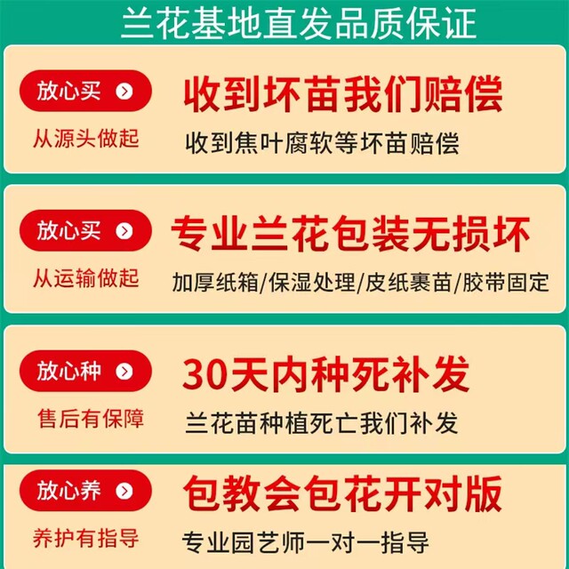 Wengyuan orchid seedlings, ink orchid, cymbidium, spring orchid, four-season construction orchid, large-flowered cymbidium, fragrant and easy to grow