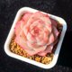 Succulent plant combination potted plants are good for novices to raise, high-quality succulent set, office flowers, small potted plants, lazy plants