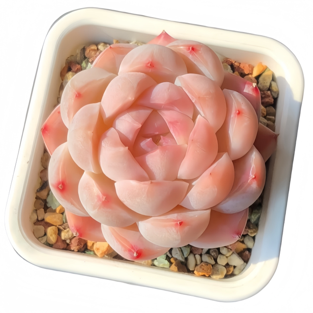 Succulent plant combination potted plants are good for novices to raise, high-quality succulent set, office flowers, small potted plants, lazy plants