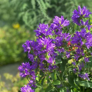 夏花植物 新人首单立减十元 22年9月 淘宝海外