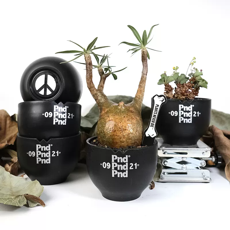 Pnd原創塊根植物黑色塑膠花盆多肉反戰日式透氣盆景控根加厚塑料 Taobao