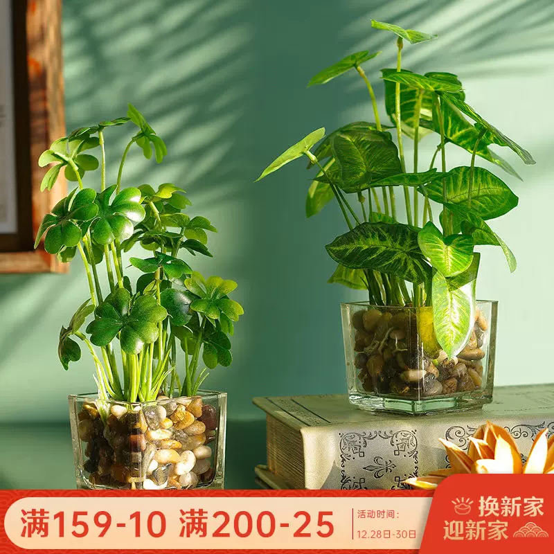 室内小盆栽花卉 新人首单立减十元 21年12月 淘宝海外