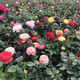 Rose seedlings with strong fragrance and extra large flowers with buds and flowers in indoor and outdoor courtyard balcony potted roses