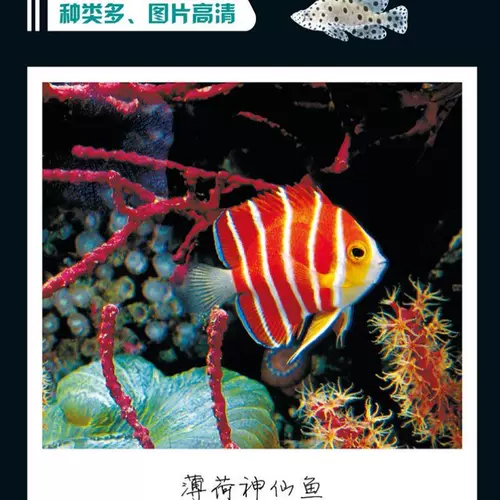 世界海水鱼图鉴 新人首单立减十元 22年2月 淘宝海外