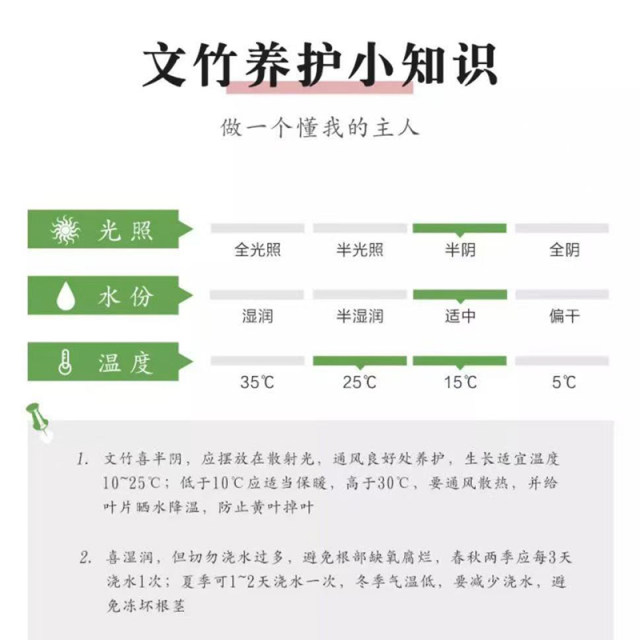 Asparagus green plant potted indoor plant large bonsai purifies the air four seasons evergreen desktop flower seedlings easy to grow