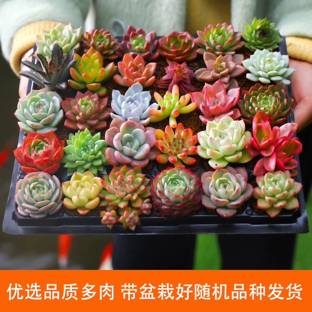 Succulents are small indoor potted plants that are large and good for growing green plants and flowers that are easy to survive indoors and outdoors.
