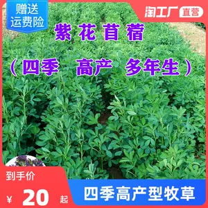 紫花苜蓿草种子 新人首单立减十元 22年10月 淘宝海外