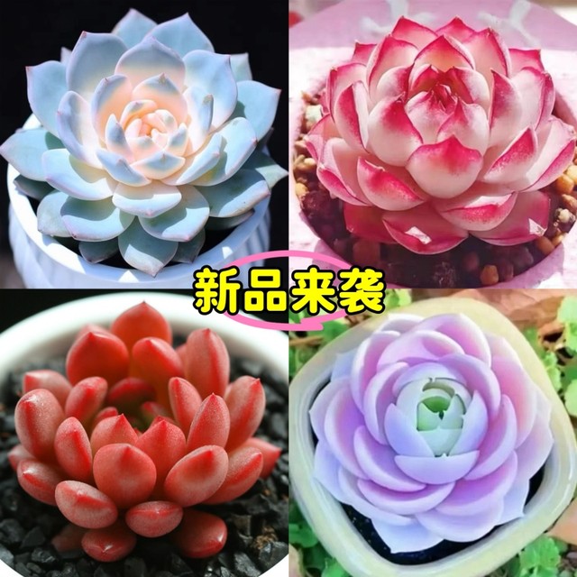 25 years of new hot Cupid succulent plant high-value succulent combination Red Dragonfly newbies are good for raising potted plants