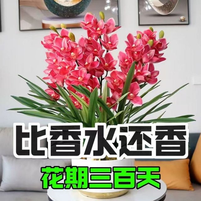 Lazy new product fragrance bulb orchid potted flowers collection, cold-resistant and blooming in all seasons