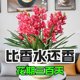 Lazy new product fragrance bulb orchid potted flowers collection, cold-resistant and blooming in all seasons