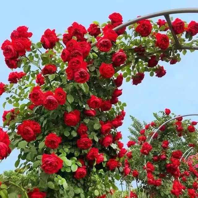 Buy 2 get 1 free climbing rose seedlings potted flowers blooming in all seasons rose garden vines balcony seedlings