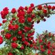 Buy 2 get 1 free climbing rose seedlings potted flowers blooming in all seasons rose garden vines balcony seedlings