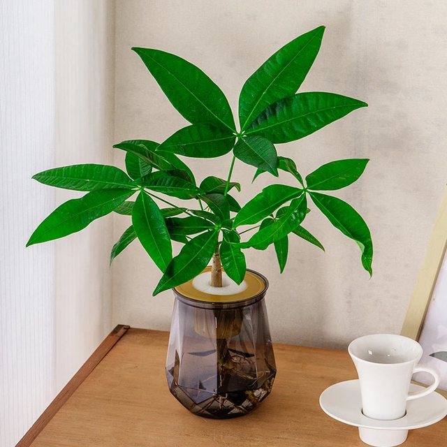 Money tree hydroponics is easy to grow for lazy people. It is suitable for placing hydroponic plants on office desks and living rooms.