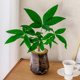 Money tree hydroponics is easy to grow for lazy people. It is suitable for placing hydroponic plants on office desks and living rooms.