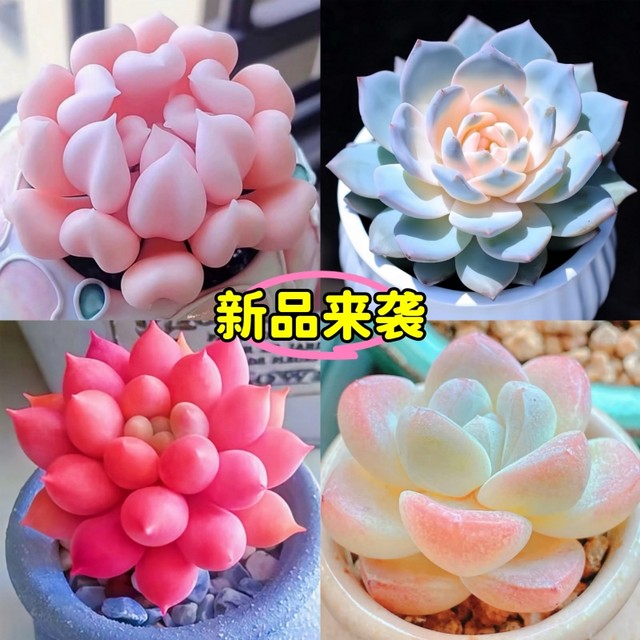 25 years of new hot Cupid succulent plant high-value succulent combination Red Dragonfly newbies are good for raising potted plants