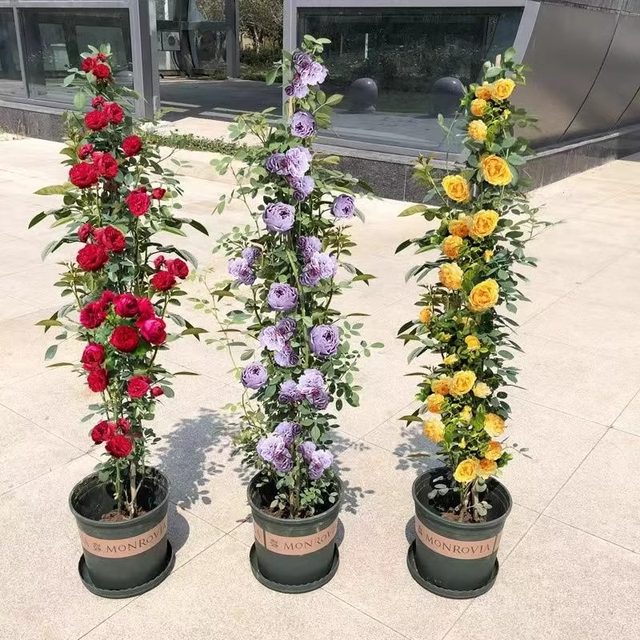 Buy 2 get 1 free climbing rose seedlings potted flowers blooming in all seasons rose garden vines balcony seedlings