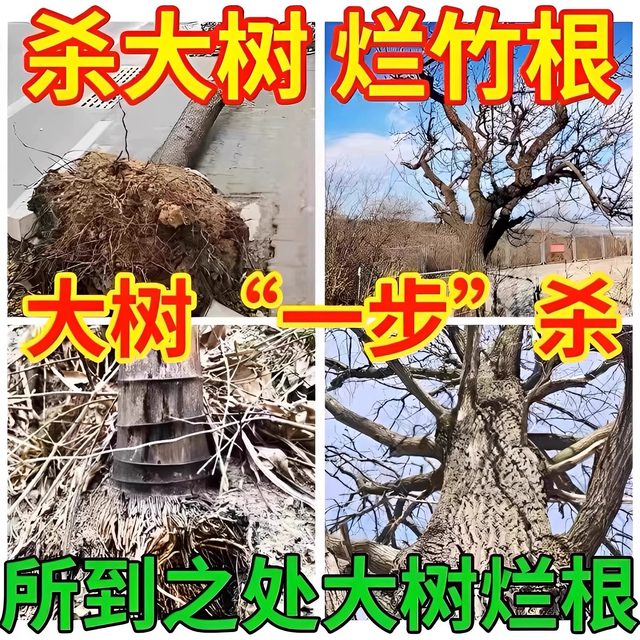 
Big tree rotten roots powerful dead tree king rotten eradication medicine rotten tree roots one drop of tree dead bamboo dead roots S