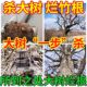 
Big tree rotten roots powerful dead tree king rotten eradication medicine rotten tree roots one drop of tree dead bamboo dead roots S
