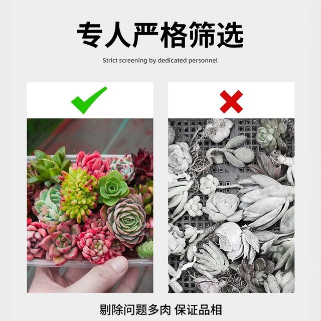 Succulents are small indoor potted plants that are large and good for growing green plants and flowers that are easy to survive indoors and outdoors.