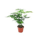Asparagus green plant potted indoor plant large bonsai purifies the air four seasons evergreen desktop flower seedlings easy to grow
