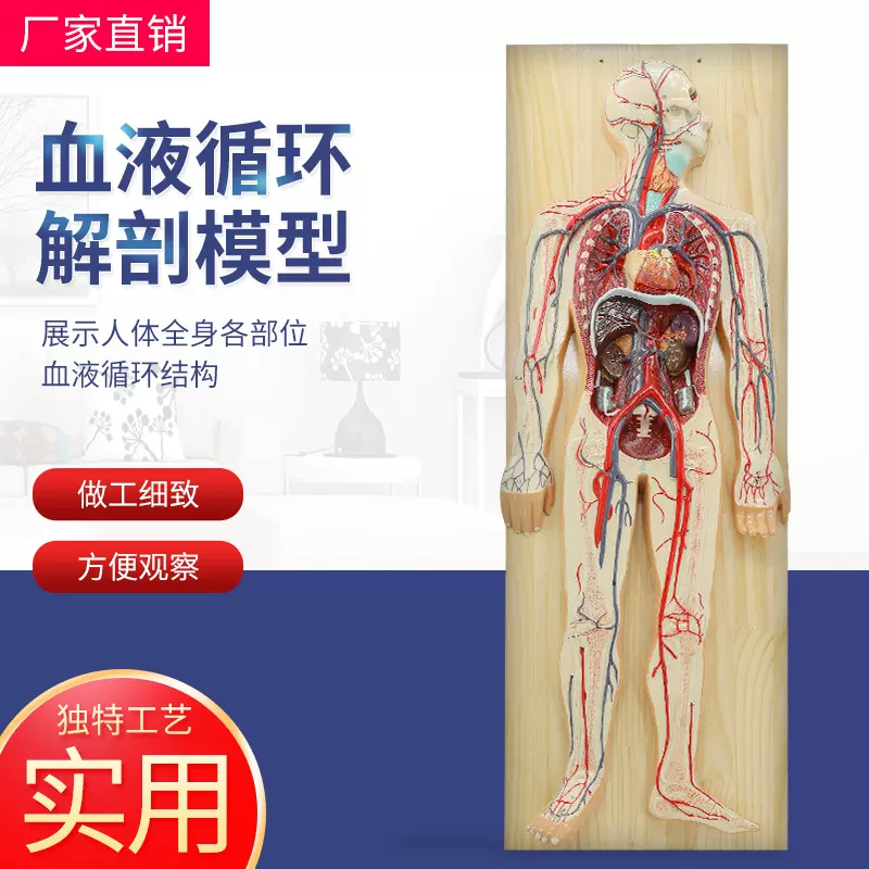 血液循環系模型 透視式 : 学林舎 - 通販 - Yahoo!ショッピング