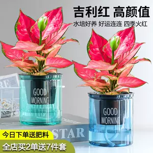 万年青花盆 新人首单立减十元 22年9月 淘宝海外