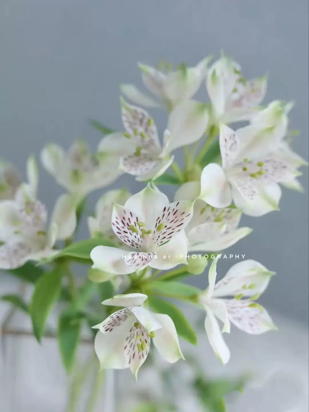 水仙花百合花 新人首單立減十元 21年12月 淘寶海外