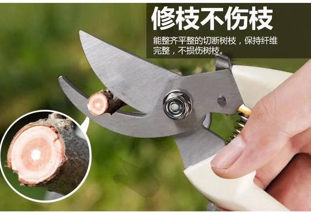 Pruning branches Scissors, branches, garden rough fruit trees cut bonsai gardening flower solid flower art cut flower branches scissors
