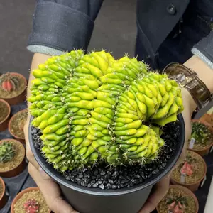 牡丹多肉 新人首单立减十元 22年8月 淘宝海外