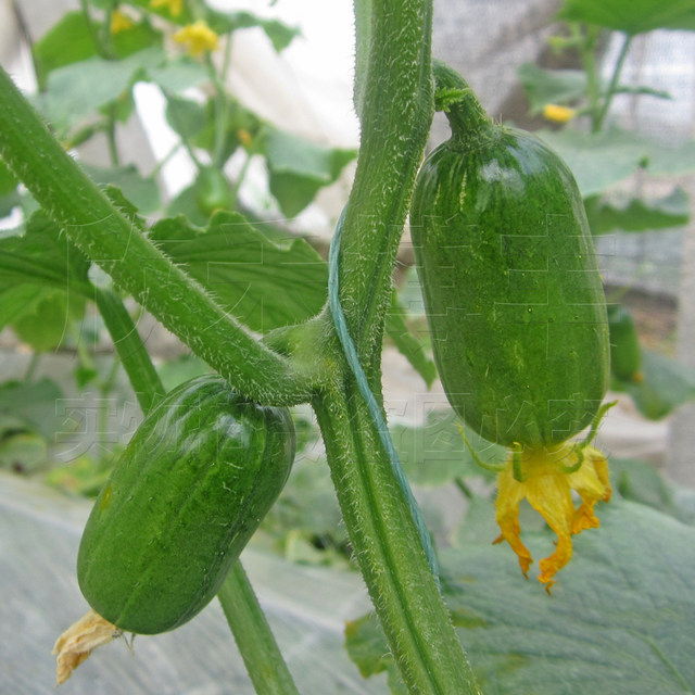 Mini little cucumber seeds golden boy jade girl fruit cucumber seed seed seeds spring and summer four seasons balcony pot planting vegetables
