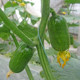 Mini little cucumber seeds golden boy jade girl fruit cucumber seed seed seeds spring and summer four seasons balcony pot planting vegetables
