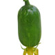 Mini little cucumber seeds golden boy jade girl fruit cucumber seed seed seeds spring and summer four seasons balcony pot planting vegetables

