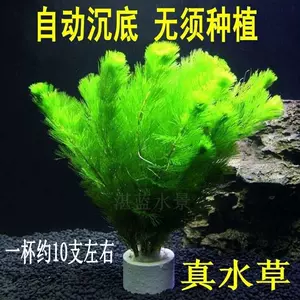 活水草植物 Top 600件活水草植物 22年12月更新 Taobao